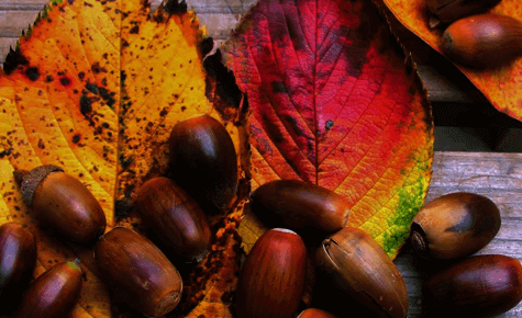 پروژه ویلایی نسترن